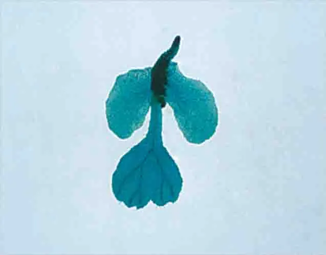 PREPARACION HELECHO (PROTHALLLUS JOVEN) Marca LEEX