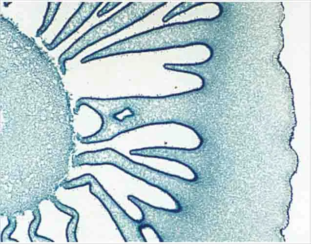 PREPARACION HONGO SEC. Marca LEEX