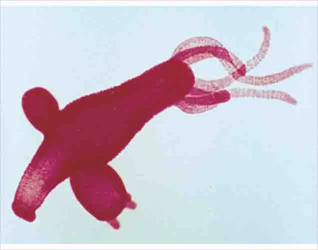 PREPARACION HYDRA CON BROTE W.M. Marca LEEX