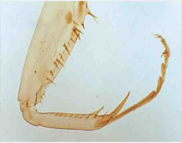 PREPARACION INSECTO (TENAZA) WM Marca LEEX