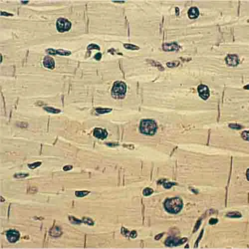 PREPARACION MUSCULO CARDIACO Marca LEEX