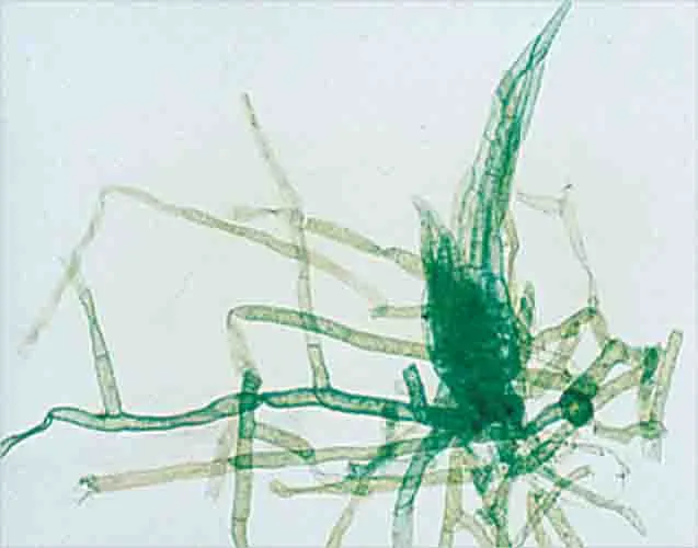 PREPARACION MUSGO (PROTEINA Y BROTE) Marca LEEX