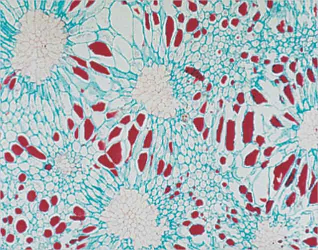 PREPARACION PERA (CELULAS ENDURECIDAS) Marca LEEX