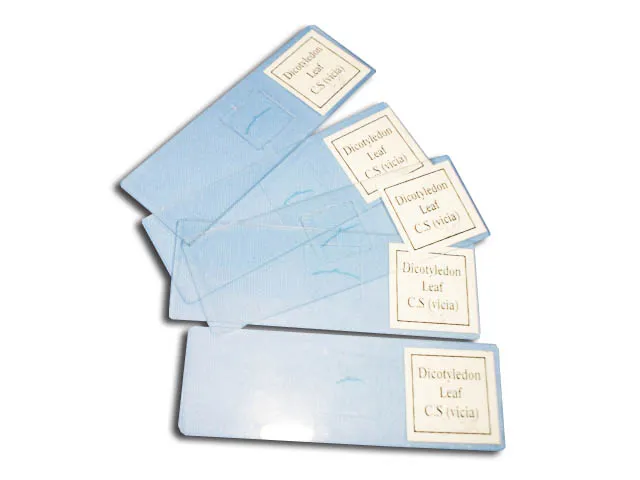 PREPARACION PLANARIA DEL SISTEMA DIGESTIVO Marca YACO