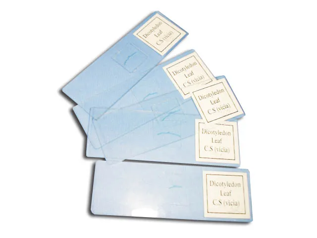 PREPARACION RAIZ MADURA DE RA NUNCULUS X.S. Marca YACO