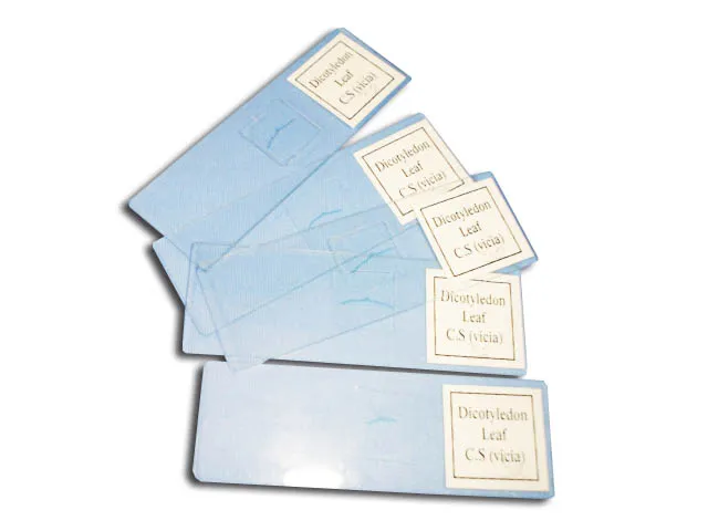 PREPARACION RAIZ MODEROZA DE TILO X.X. Marca