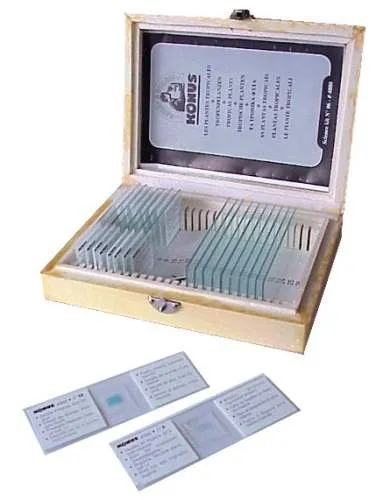 PREPARACIONES CELULA VEGETAL ESTRUCTURA Marca KONUS