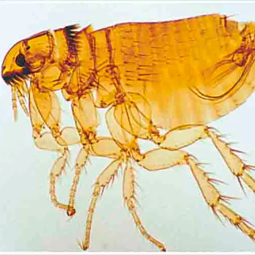 PULGA DE GATO MACHO WM Marca LEEX